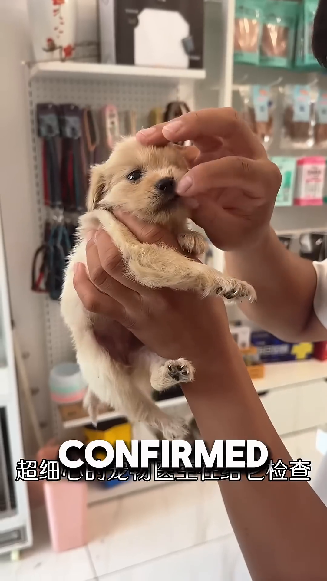 The puppy, looking much healthier, is held by a vet.