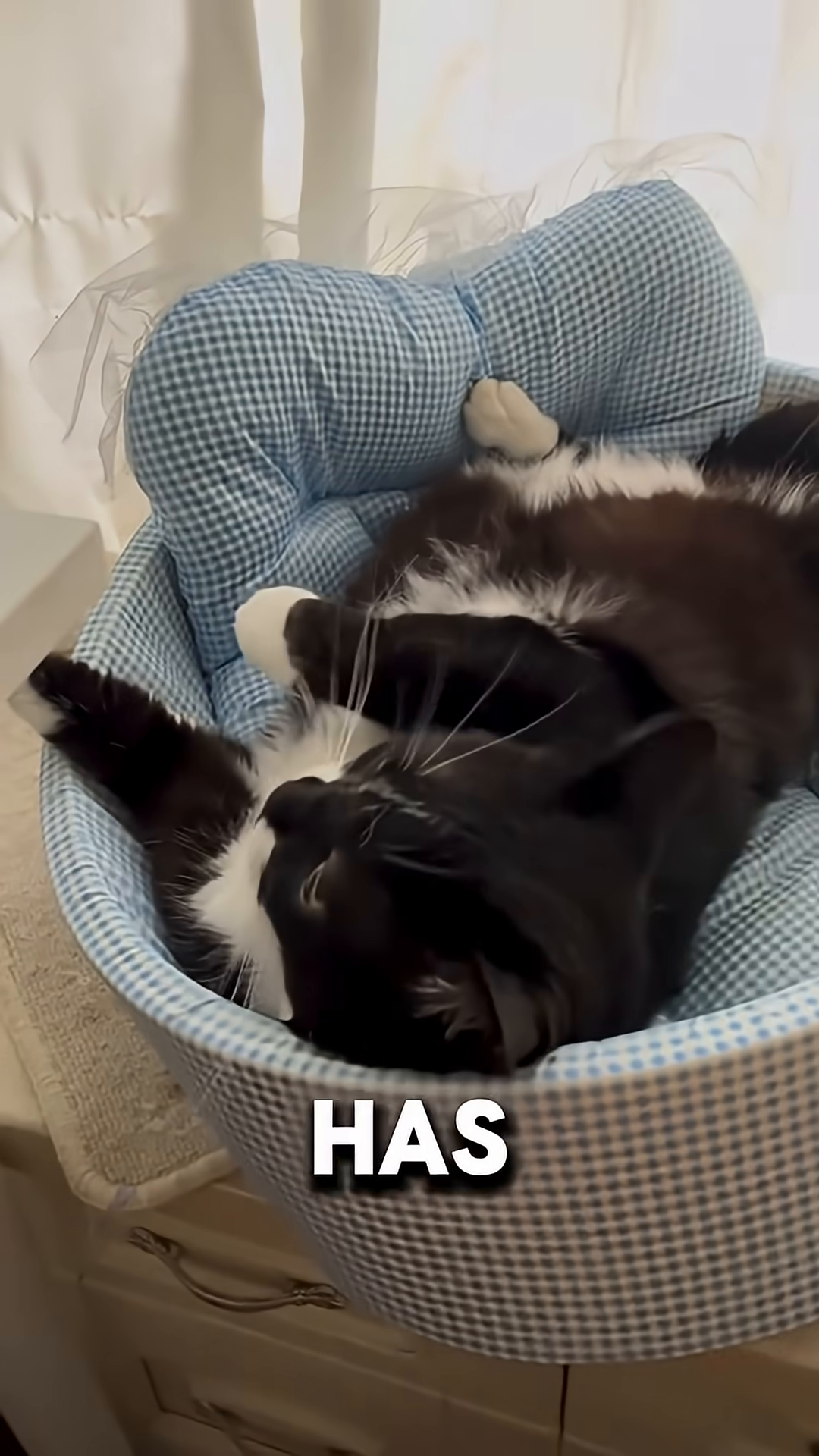 A black and white cat is curled up asleep in a soft, checkered pet bed.