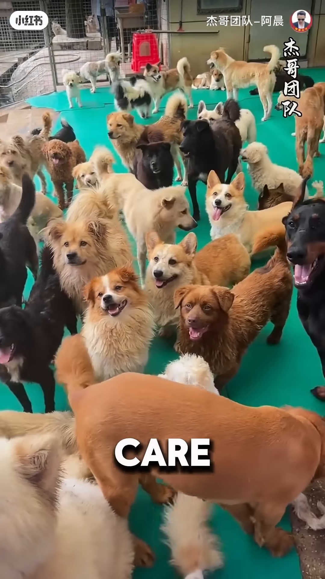 A group of dogs gathered around a person feeding them at a shelter.