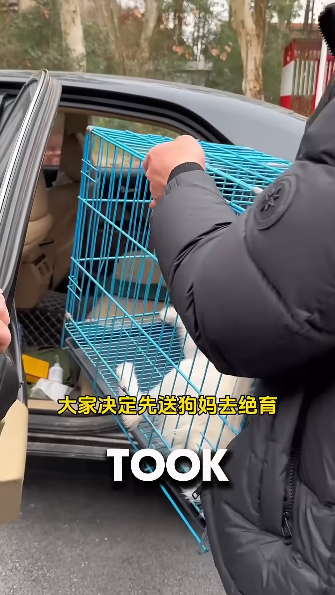 A person is placing a blue dog cage with a white dog inside into the back of a car.