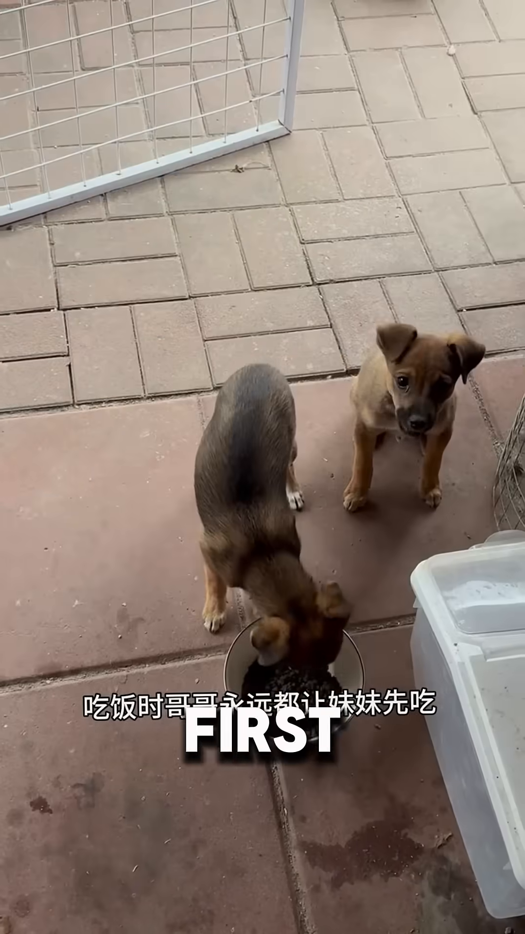 A small puppy bravely stands between a larger dog and his sister.