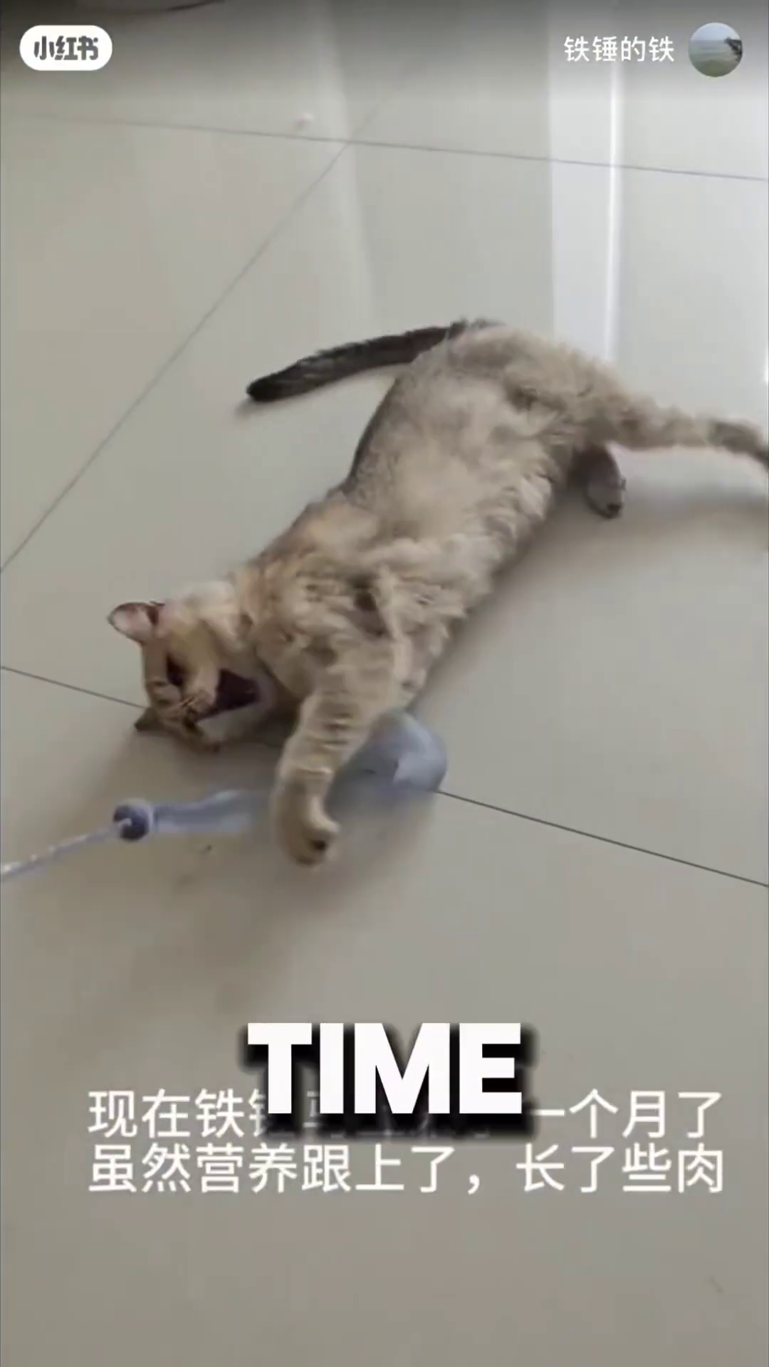 A cat is lying on its back on a mat, playfully batting at a toy wand.