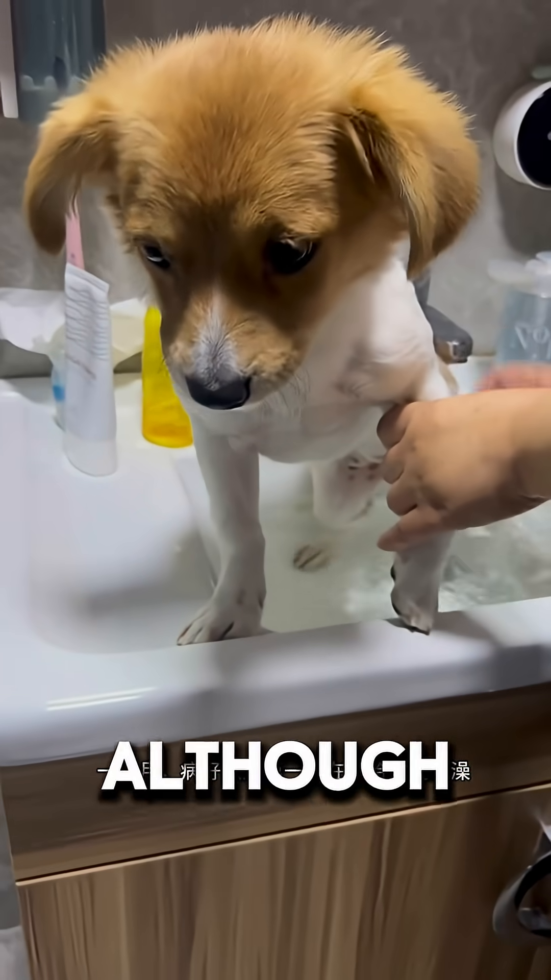 A happy puppy with a wagging tail sits on the floor, looking up expectantly.