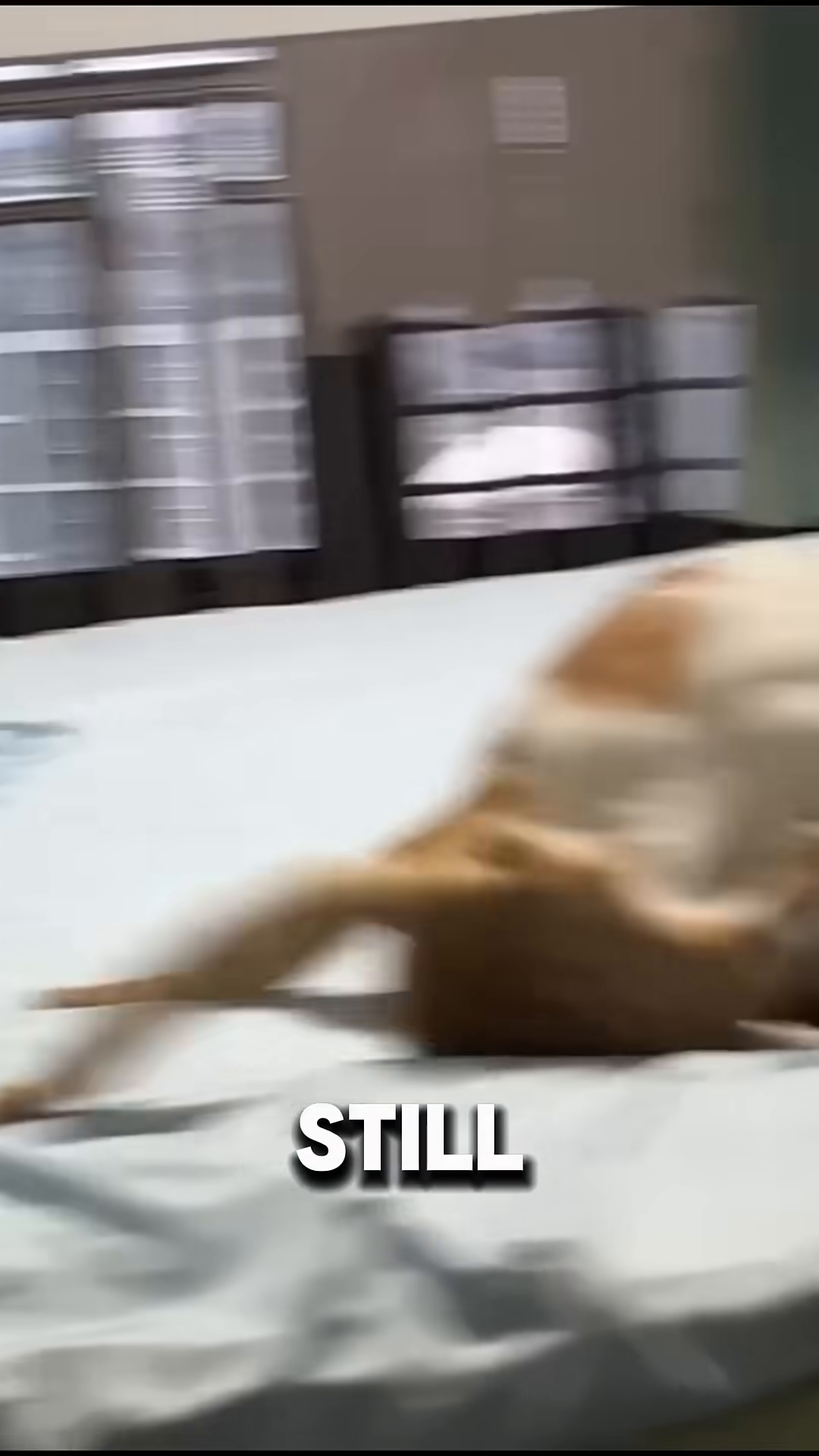 Two kittens, one ginger and one ginger and white, playfully wrestling on a bed.