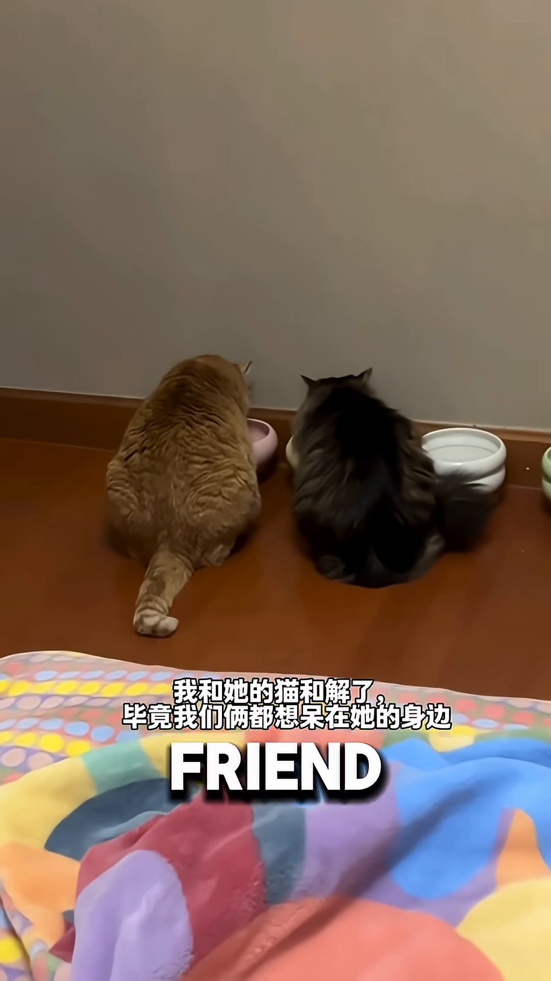 Two cats, one orange and one black, eating from bowls.