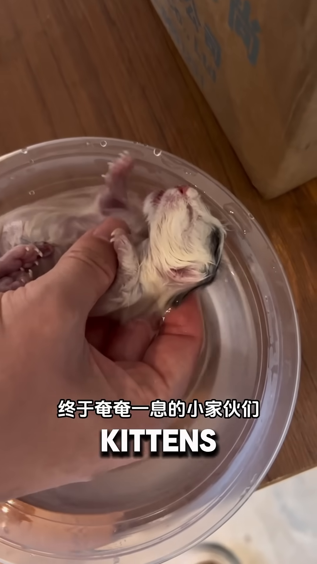 A tiny kitten is being held in a hand, submerged in water, with efforts to revive it.