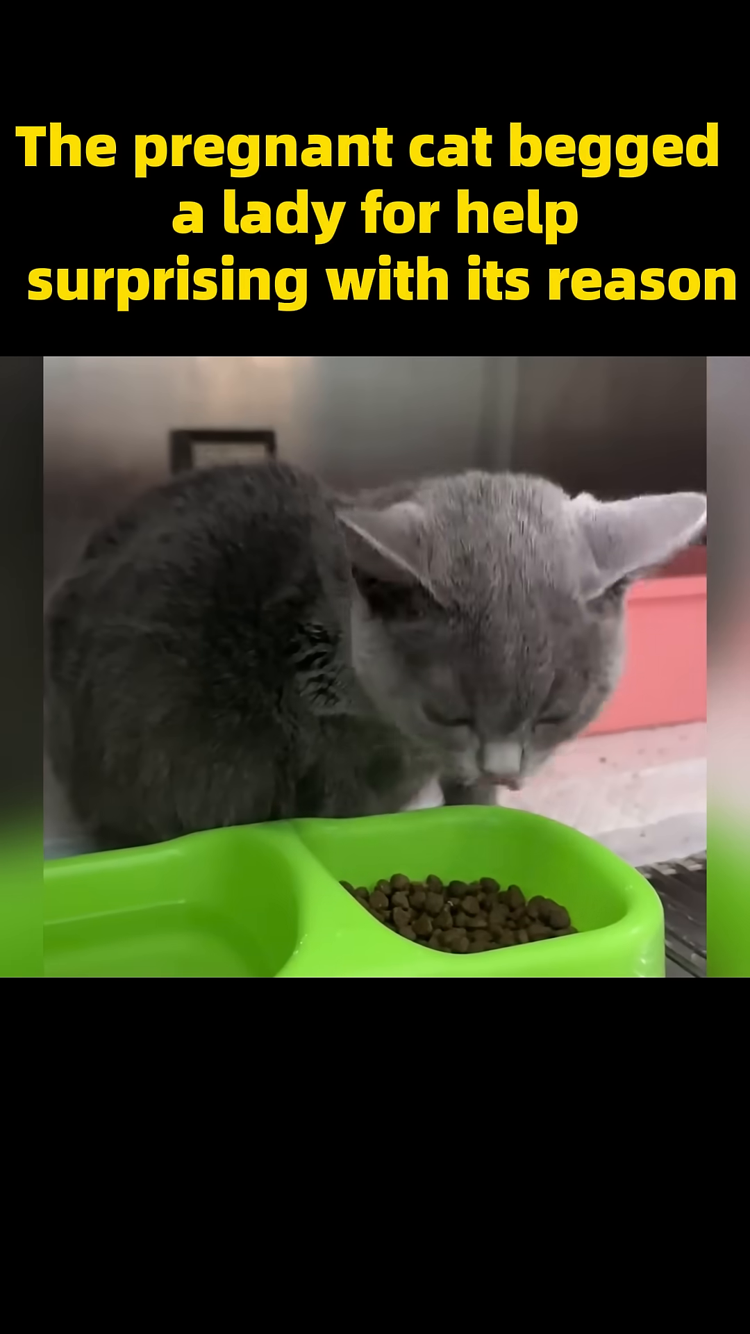A grey cat wears a decorative red and yellow collar, looking calmly at the camera.