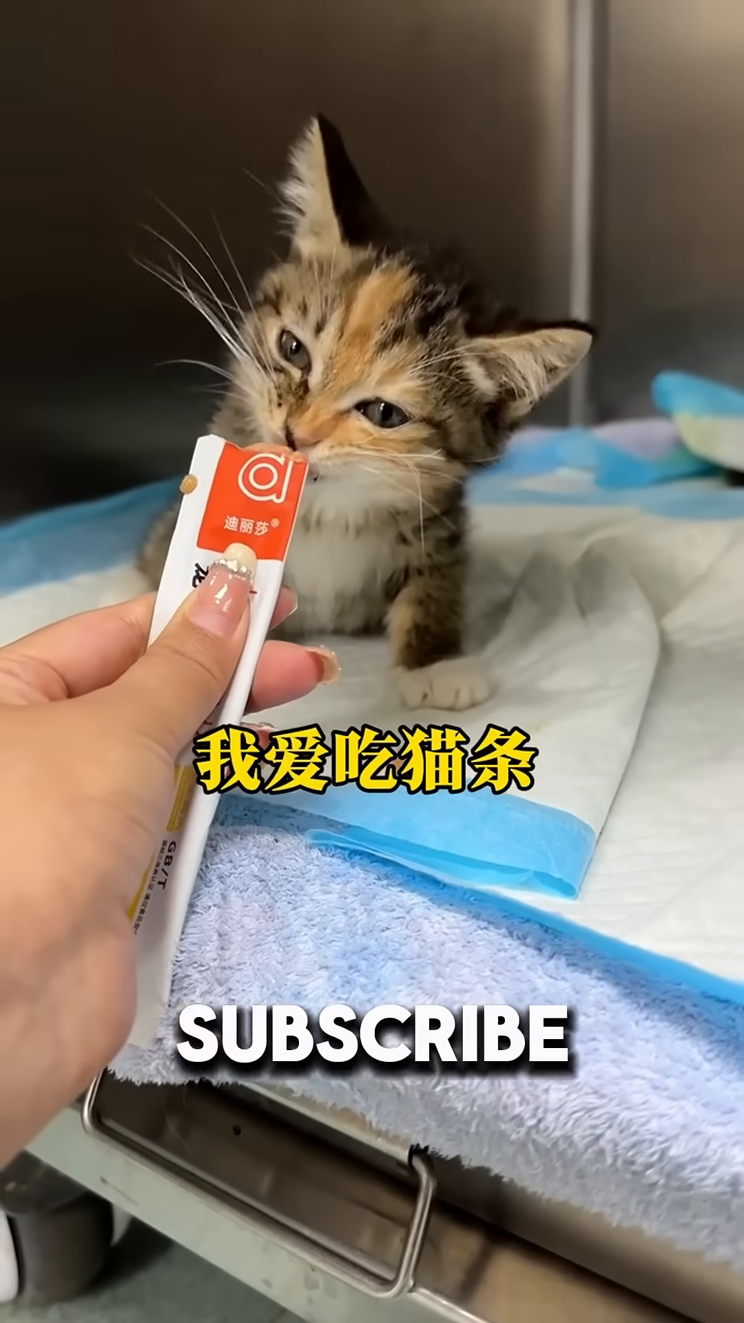 A healthy, playful kitten sits up and eagerly eats a treat from a person's hand.