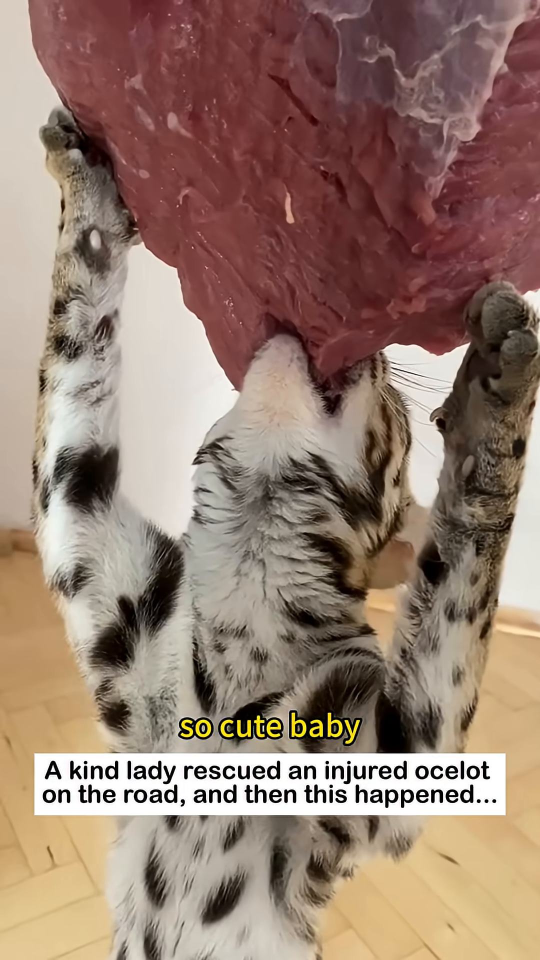 The ocelot happily eating a large piece of meat.