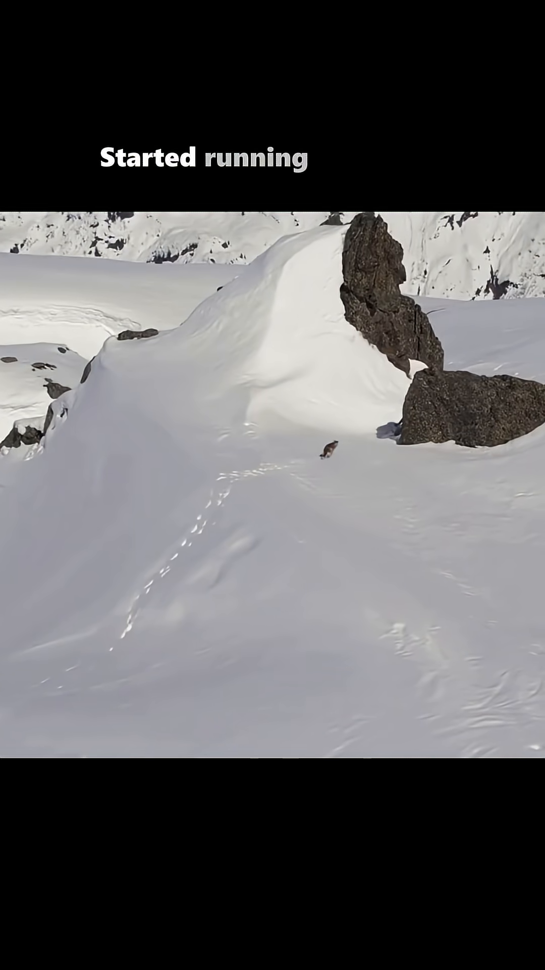 A wolf stands on a cliff overlooking a vast mountain range, with her pups nearby.