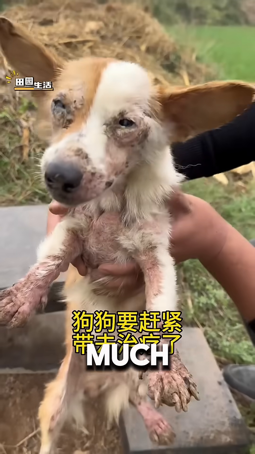 A person carries the frail, sick dog towards a veterinary clinic entrance.