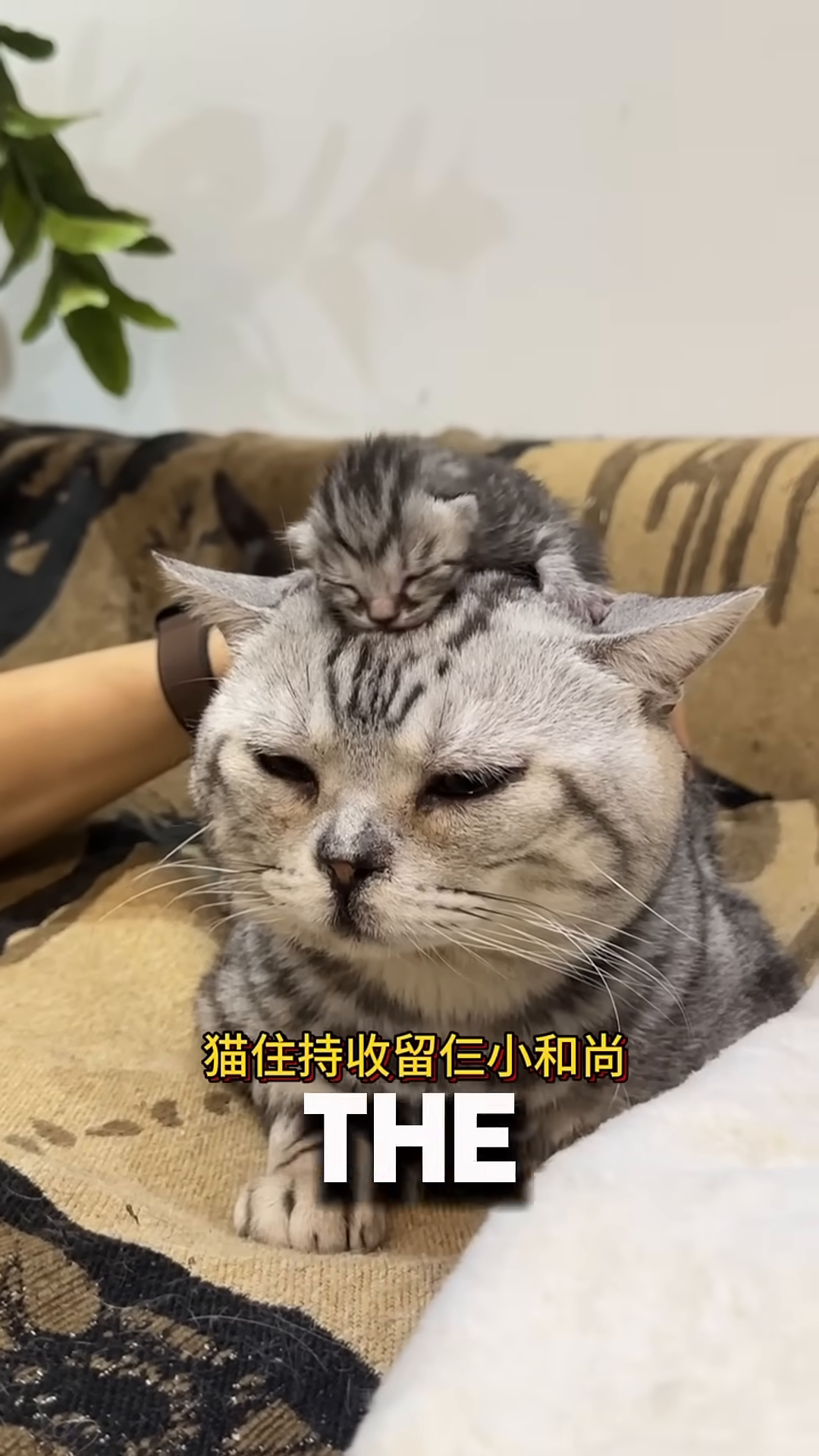 A close-up of a mother cat being petted, with two tiny kittens sleeping peacefully on a soft blanket nearby.