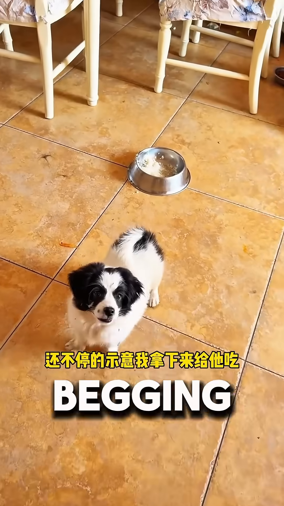 The puppy happily begs for treats, showing his playful nature.