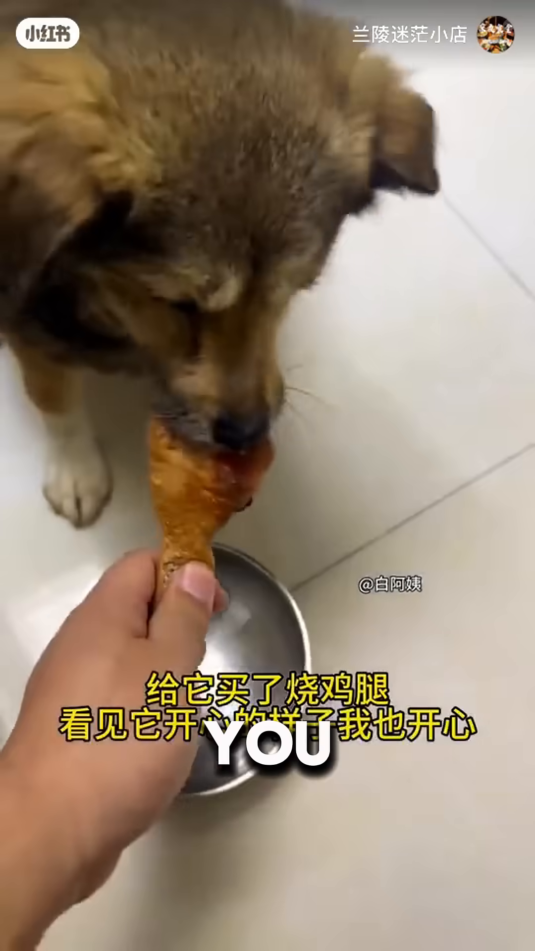 The dog, now healthy and alert, walks on a leash.