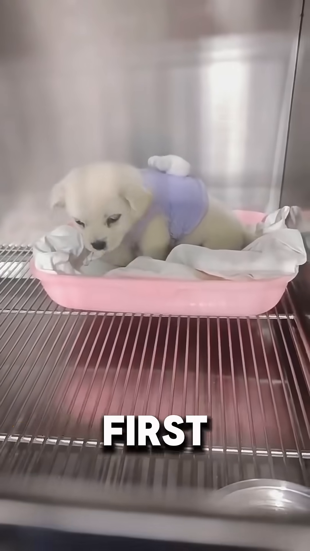 The puppy is in a vet's cage, looking a bit tired but safe, with a hand reaching in to comfort her.