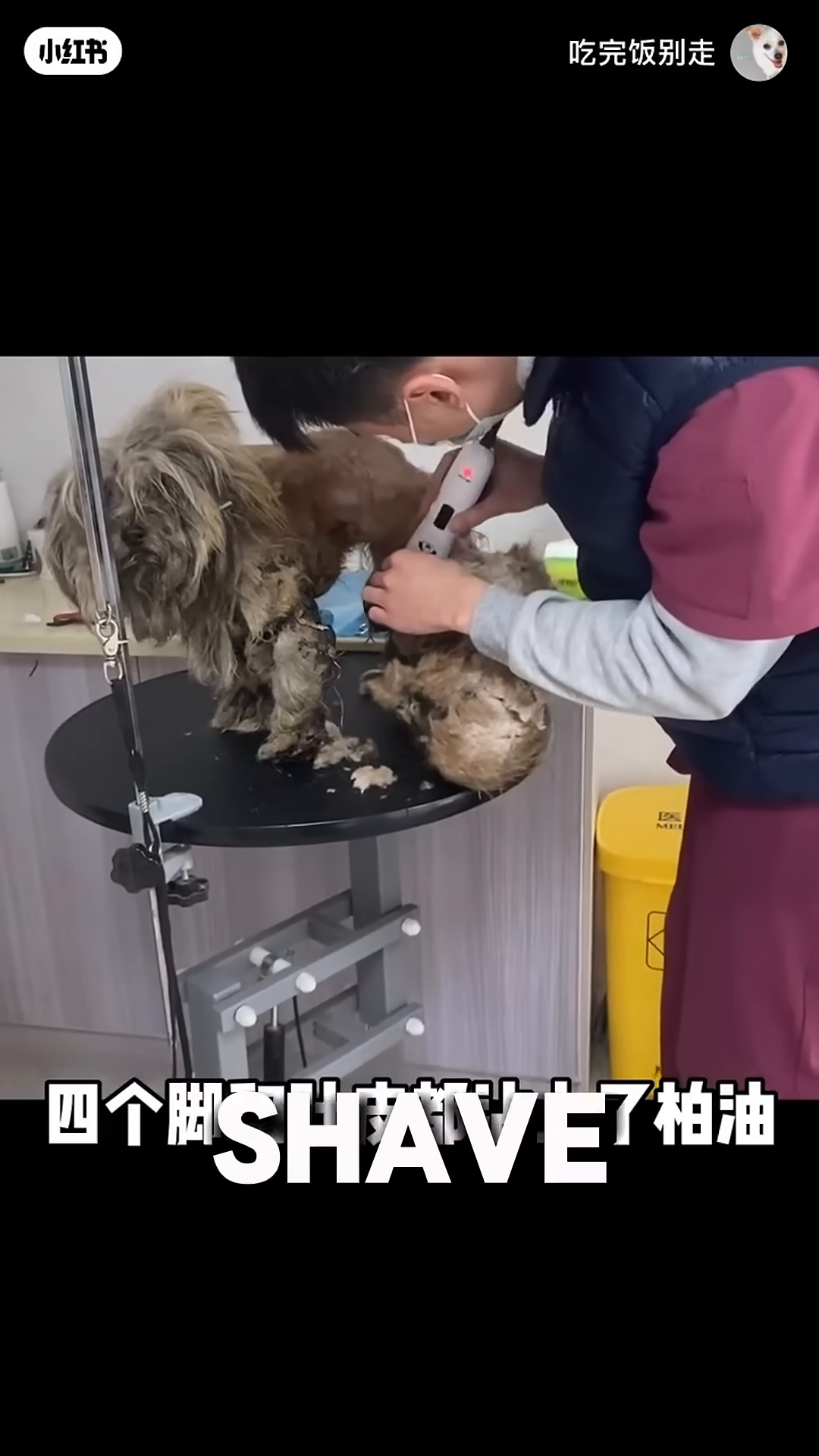 A dog, now clean-shaven, stands on an examination table at the vet's office.