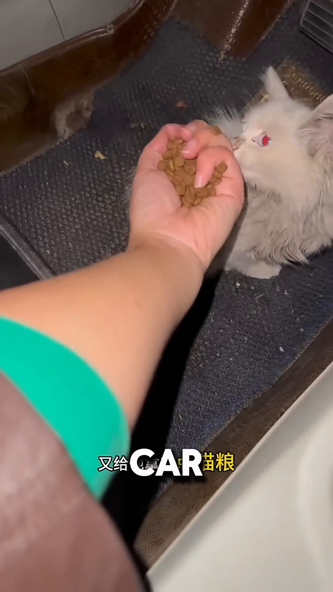 A woman's hand holds out cat food to a small kitten inside a car.