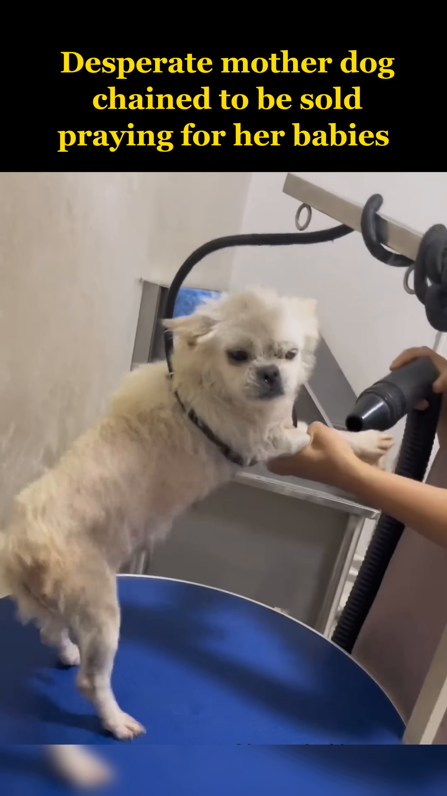 The mother dog being gently dried with a hairdryer, looking calm and cared for.
