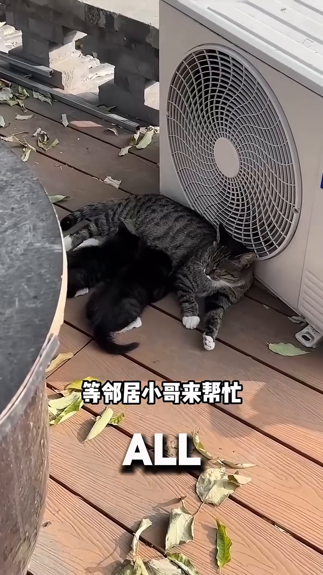 A mother cat sleeping on a wooden deck, with two small kittens nestled beside her, near an air conditioning unit.