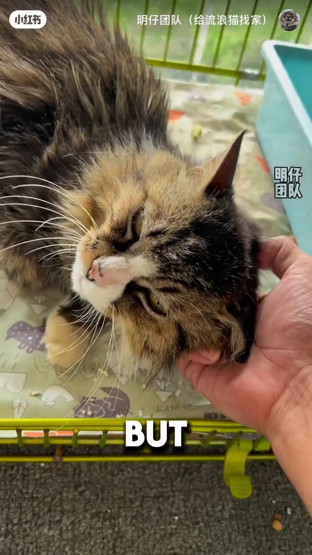 The cat, now relaxed and content, rests its head against the rescuer's hand, eyes closed peacefully.
