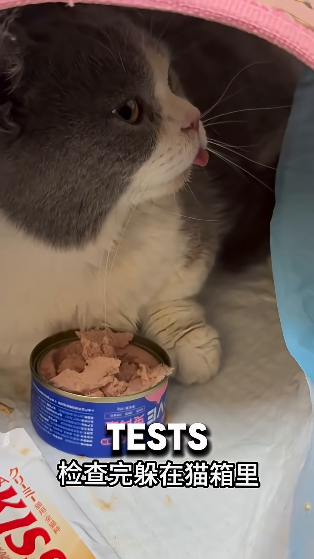 A close-up of a cat's face, looking up with soft eyes, with a can of cat food nearby.