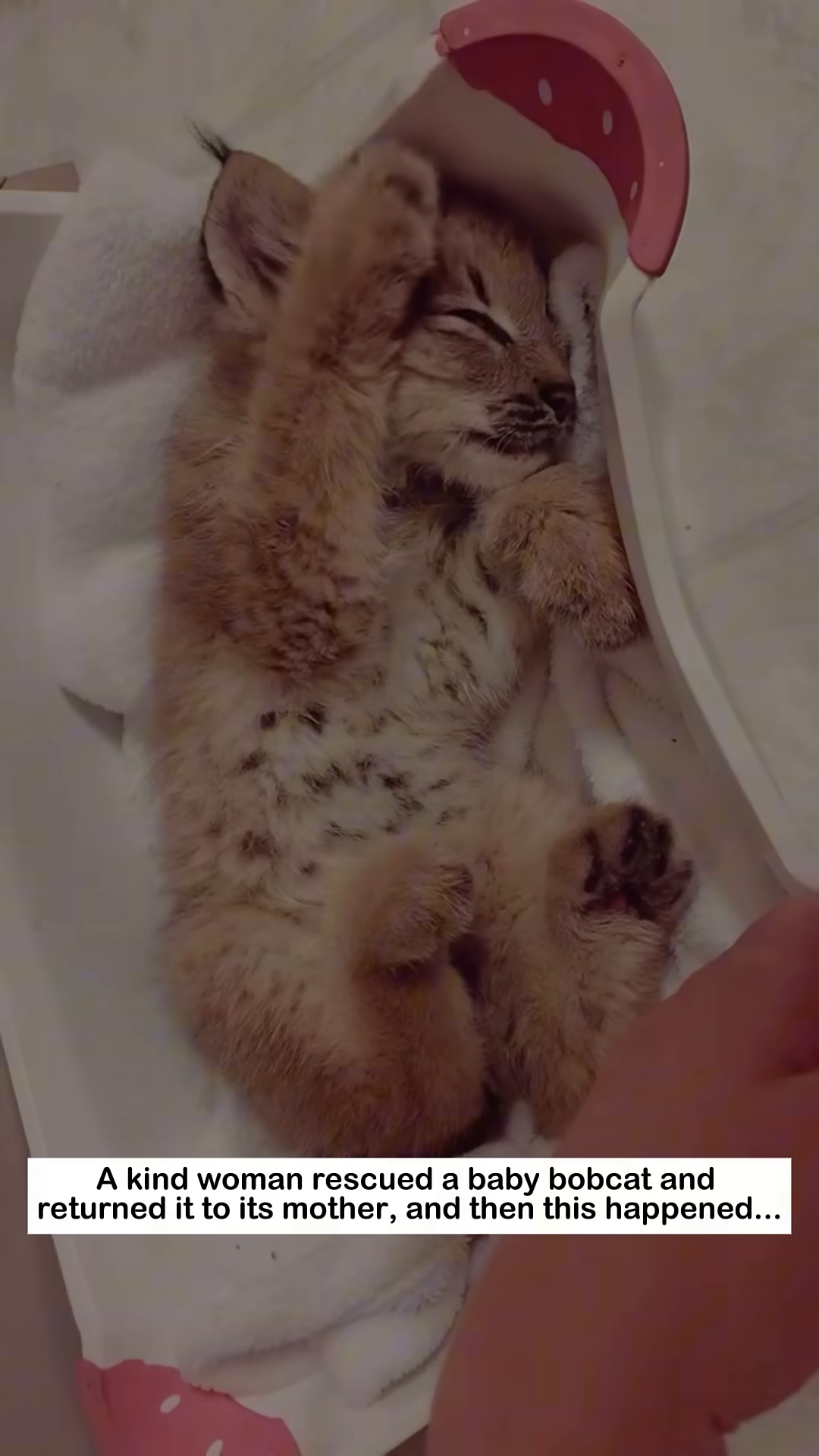 The bobcat stands on a rock, looking towards the camera and its rescuer.
