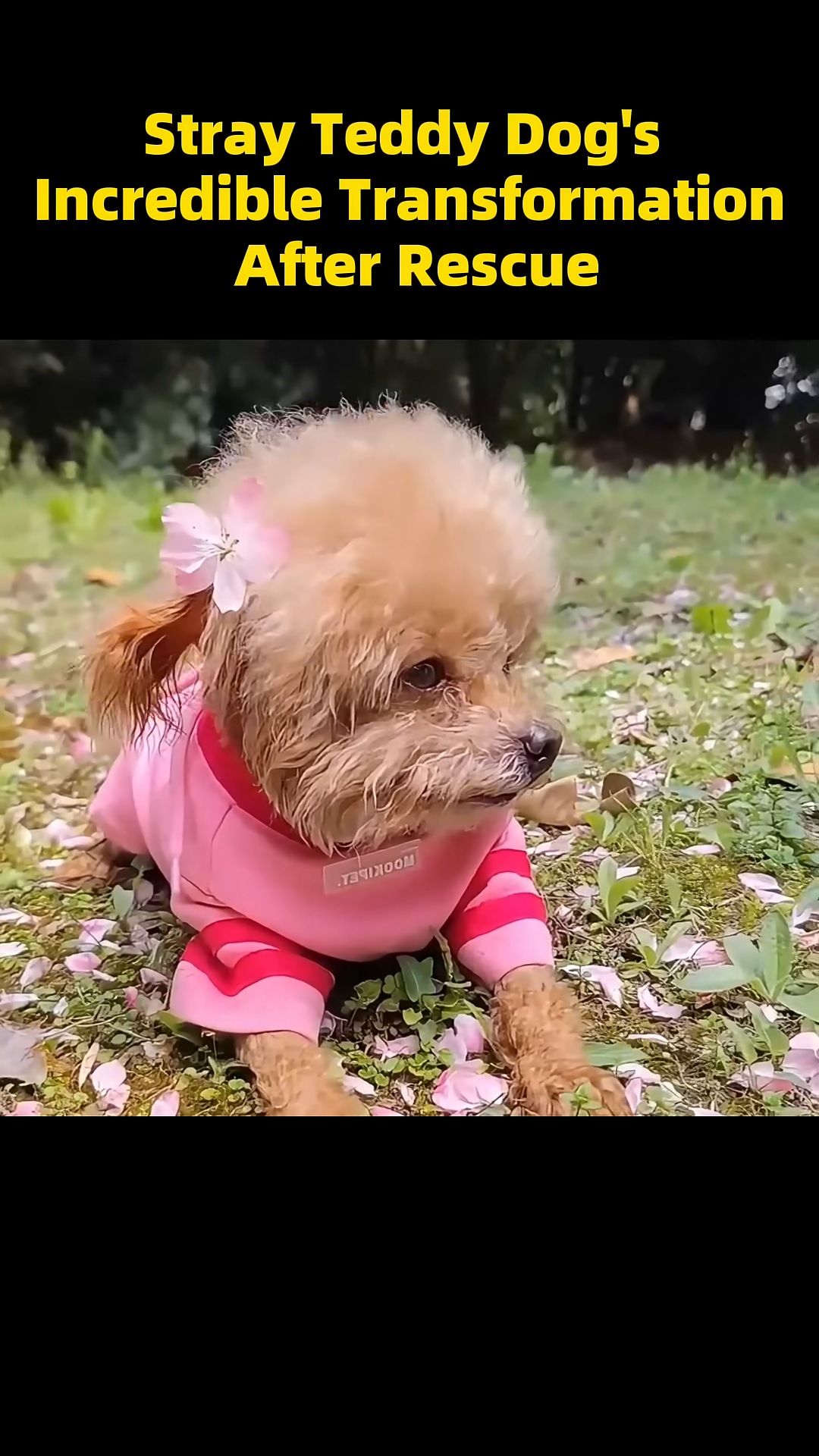 The dog, adorned with a pink bow, sits happily in a garden setting.