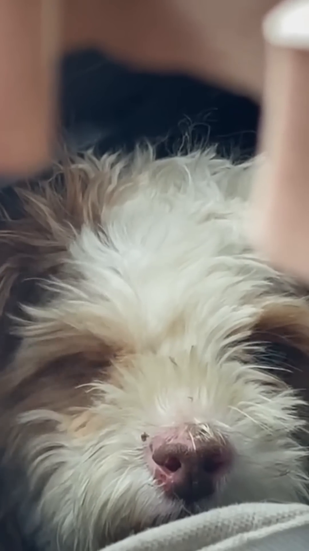 The rescued dog, now cleaner, sits near a fluffy white dog.