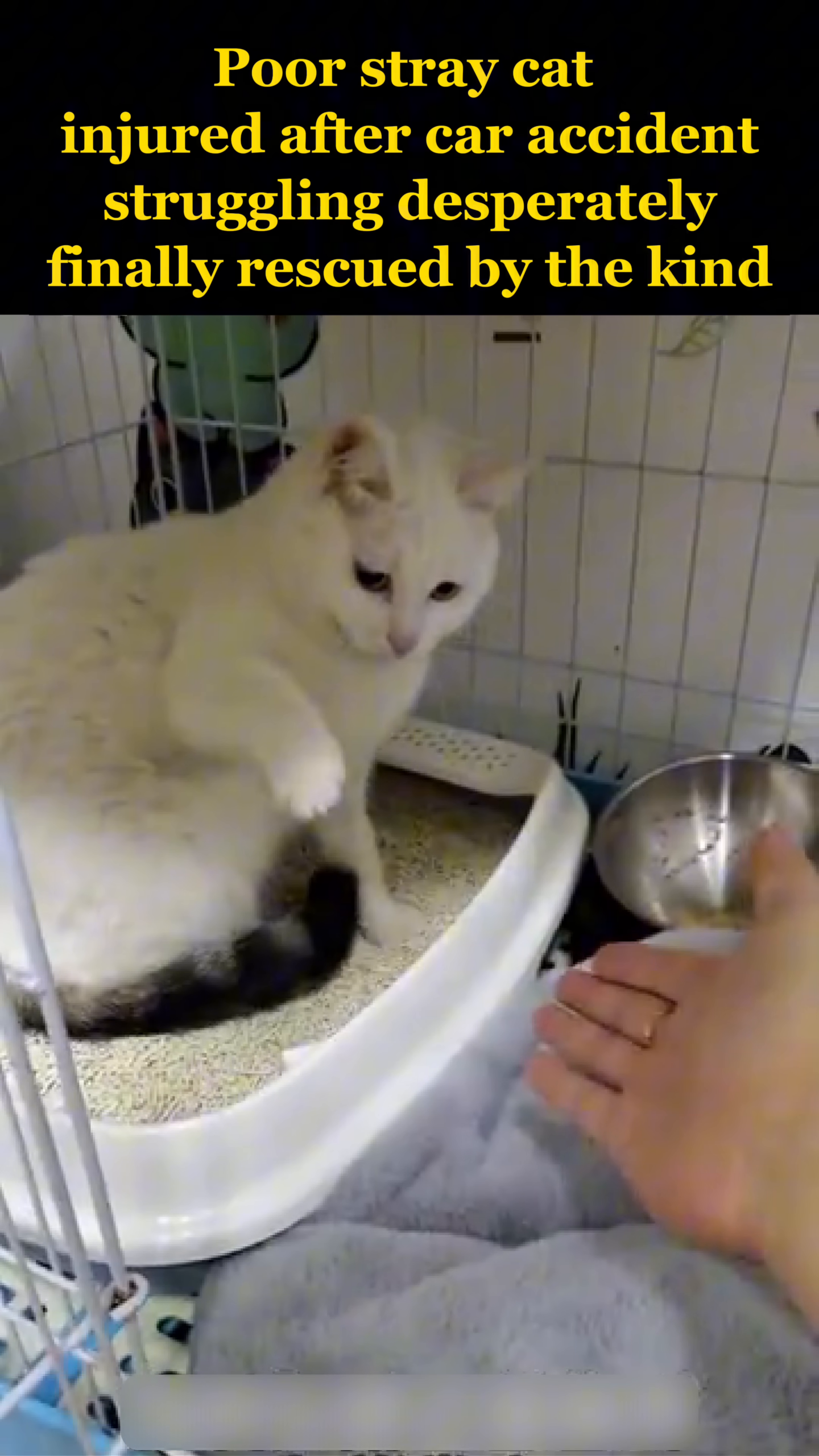 The cat tentatively reaches out a paw towards a hand, a sign of trust.