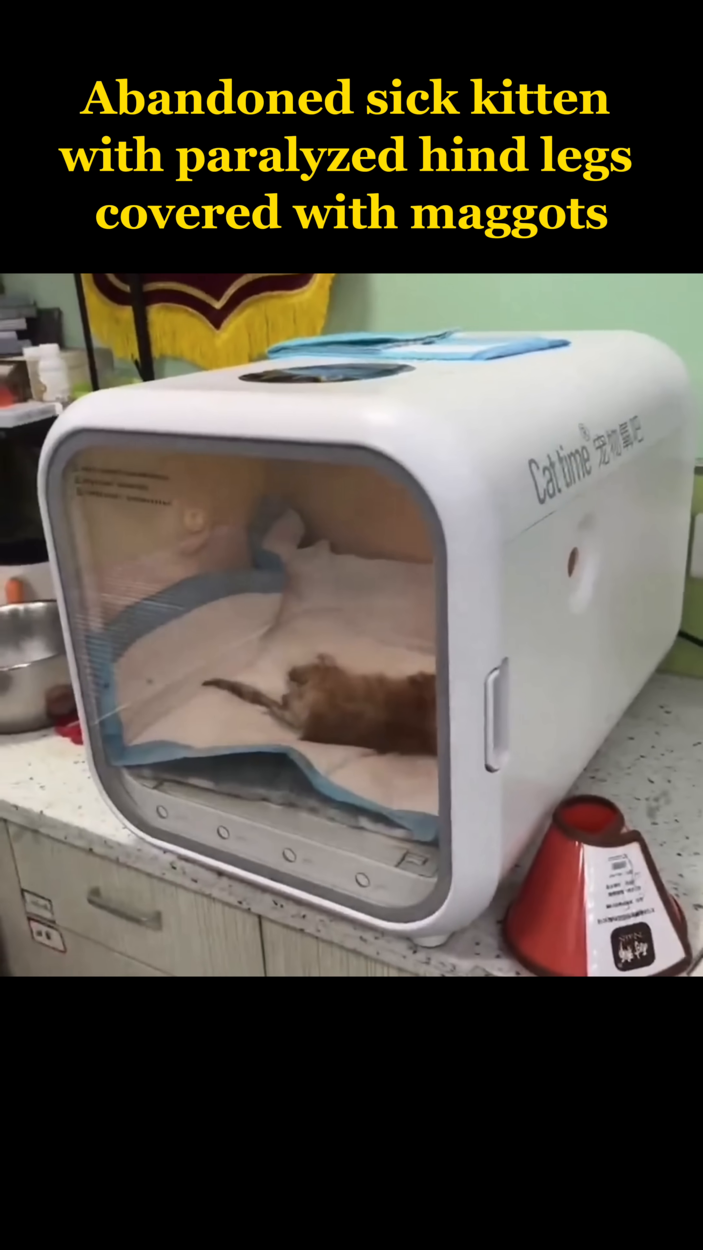 A small ginger kitten lies on a pad inside a recovery incubator.