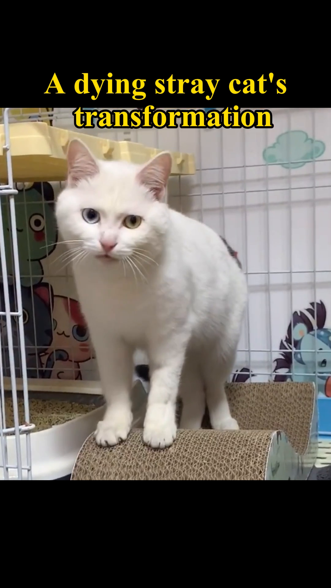The cat stands alert and healthy, a stark contrast to its earlier state.