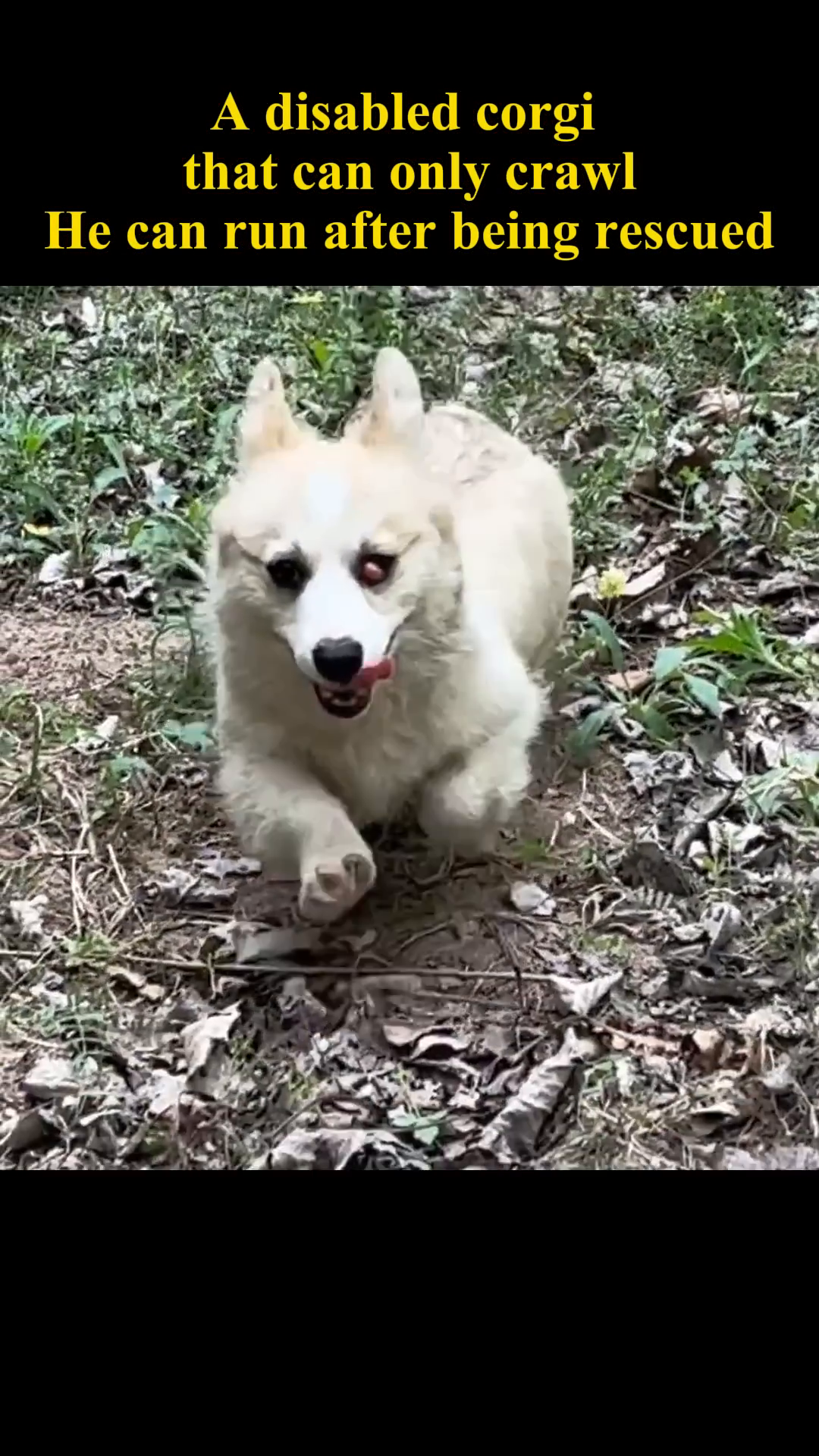A corgi is seen running energetically through a grassy field, its tail held high.