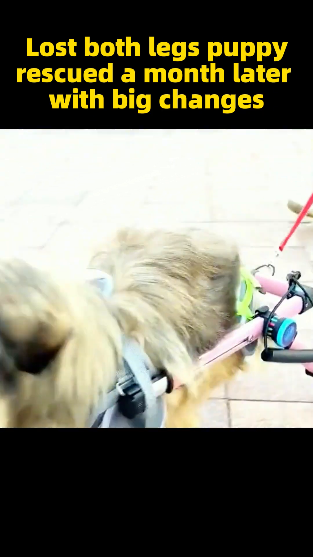 The puppy running happily on a grassy field with its wheelchair.