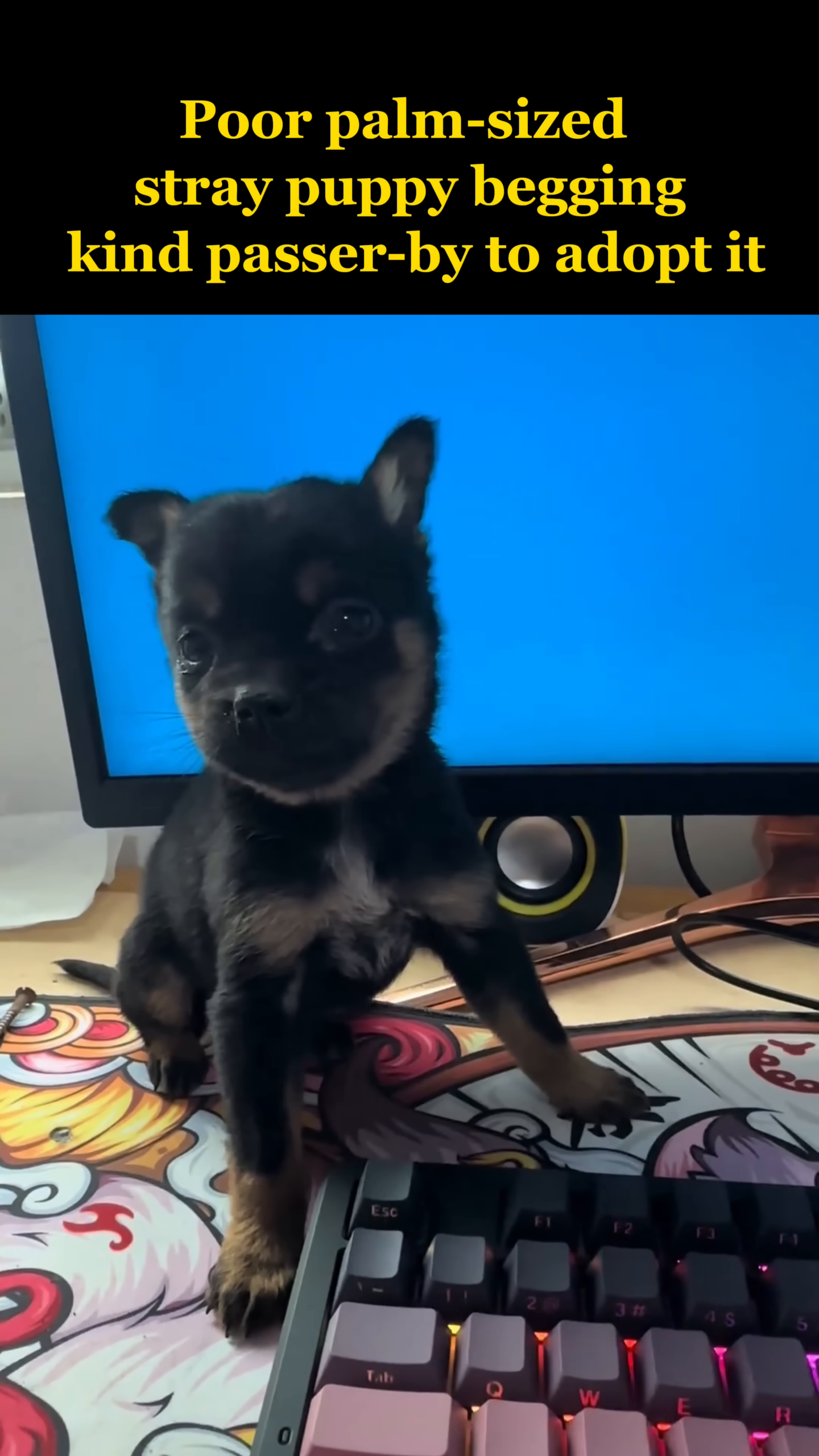 A close-up of a tiny black puppy's face, looking up with hopeful eyes.