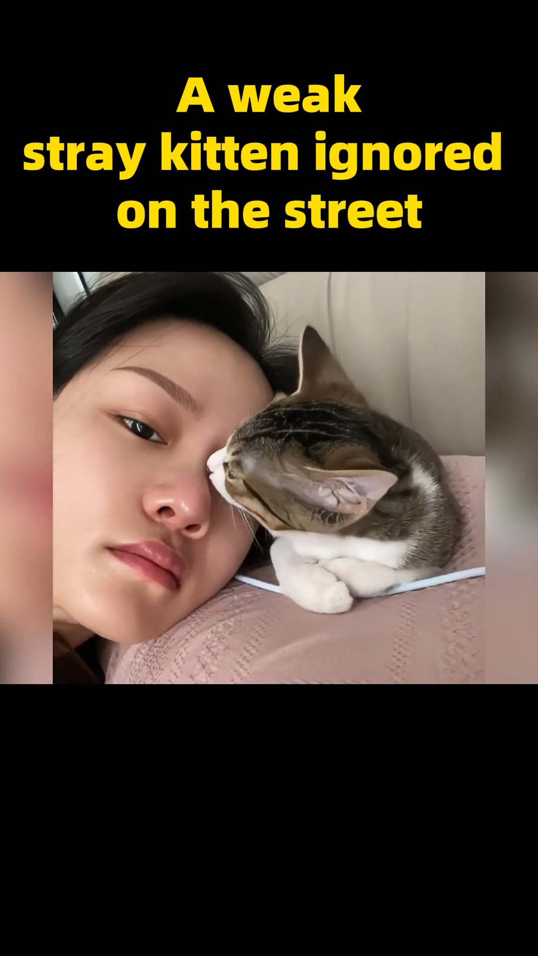 A person gently holds the kitten, which looks up with trusting eyes.