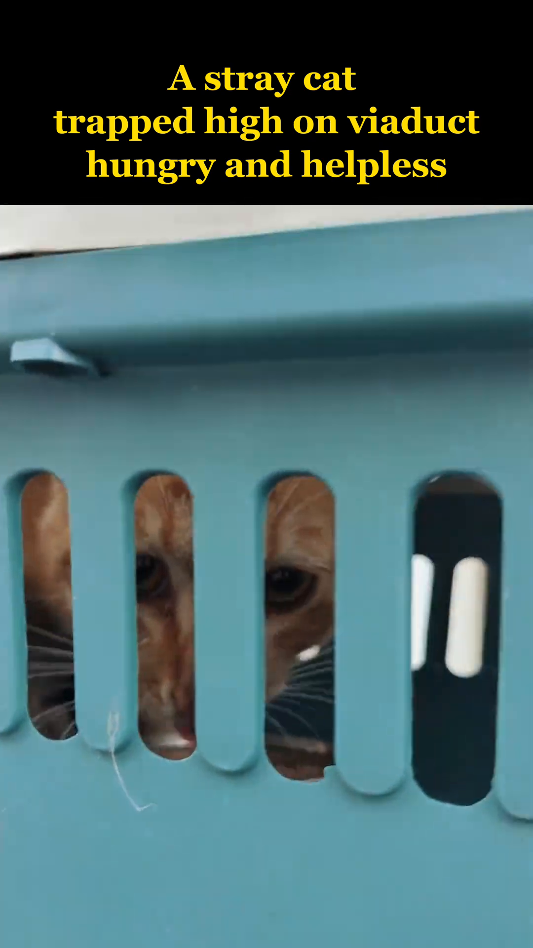 Inside the carrier, the orange cat is eating from a can, looking calmer.