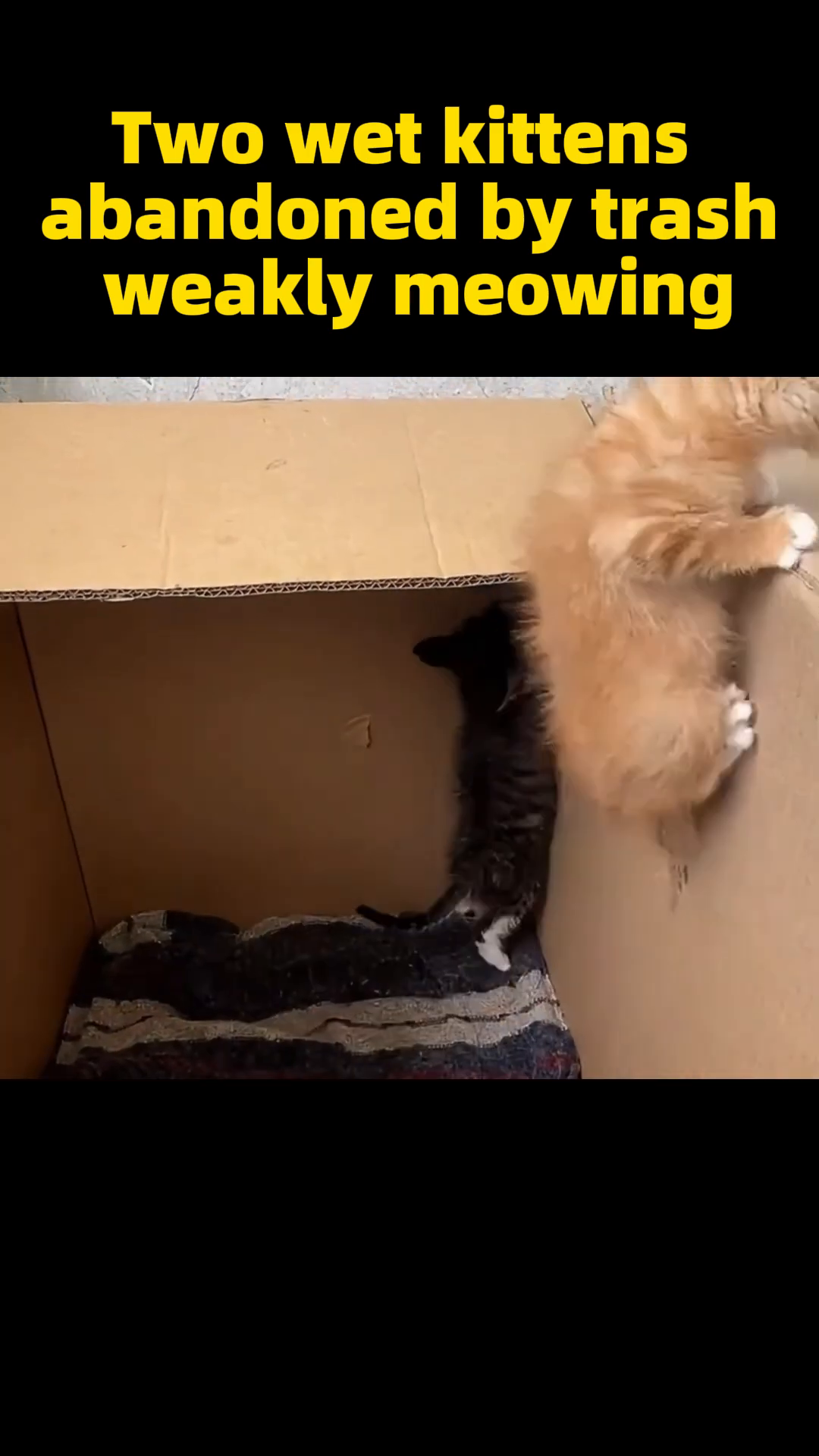 The two kittens resting together in a cardboard box, appearing safe and content.