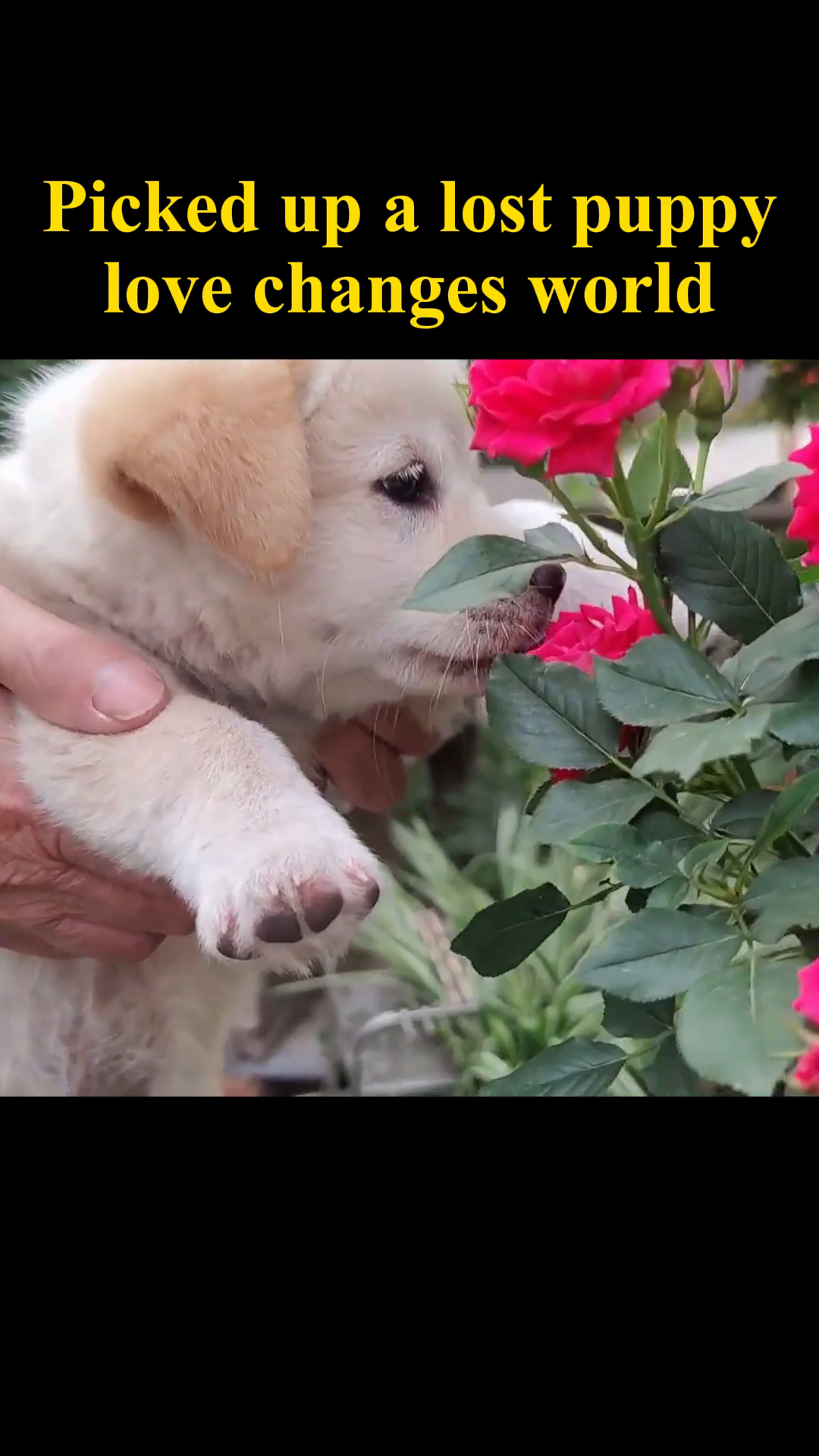 The puppy is held gently, curiously sniffing the petals of a vibrant pink rose.