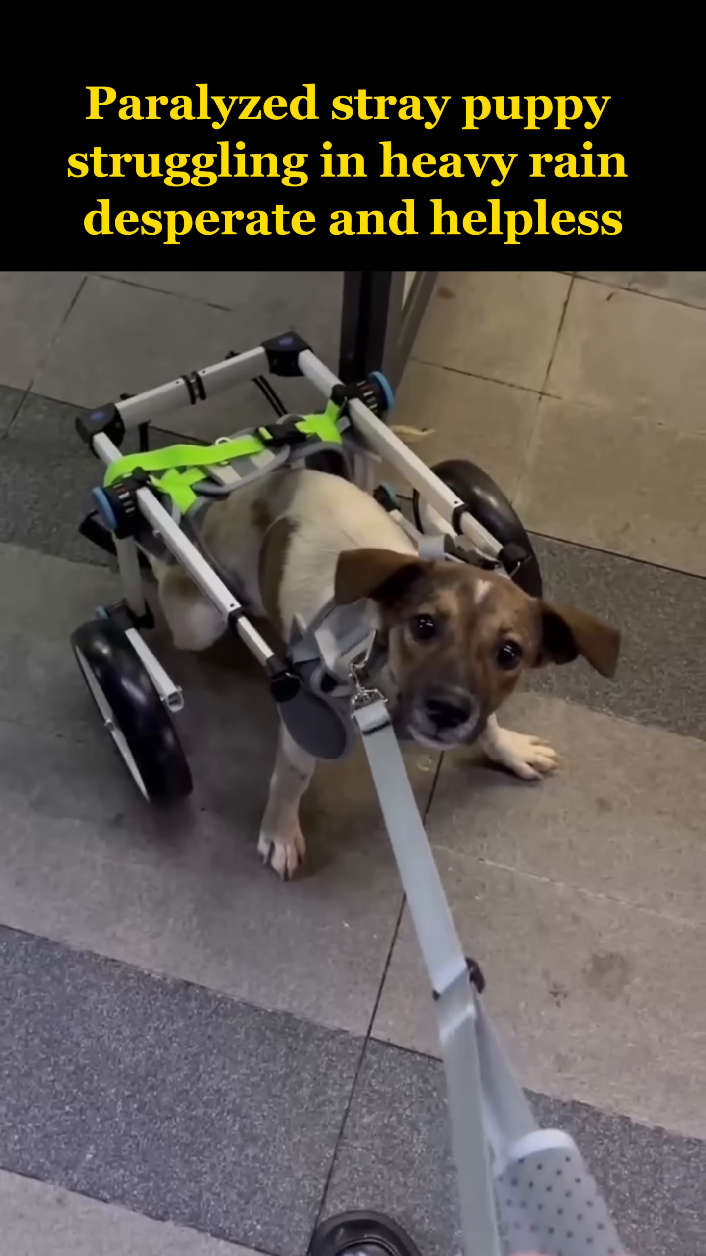 The puppy is in a custom-made wheelchair, with its front paws on the ground, looking forward with a hopeful expression.