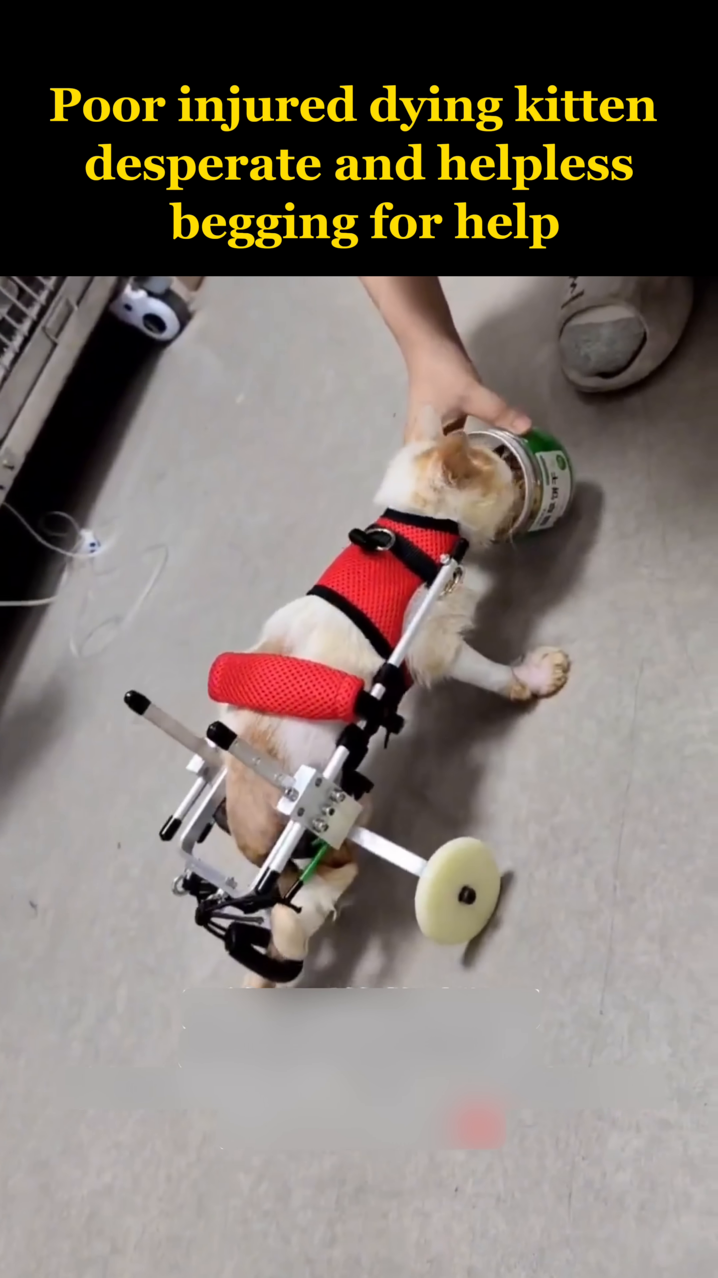 The kitten walks with its wheelchair, looking alert and determined.
