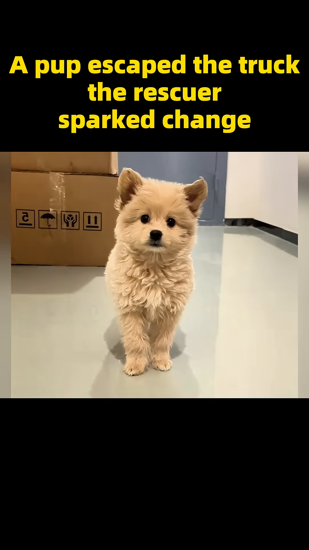 A fluffy light-colored puppy stands on all fours, looking directly at the camera with bright, alert eyes.