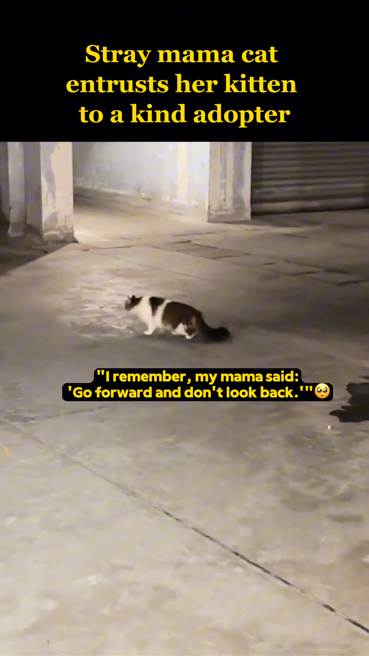The grown cat looks back, recalling its mother's parting words.