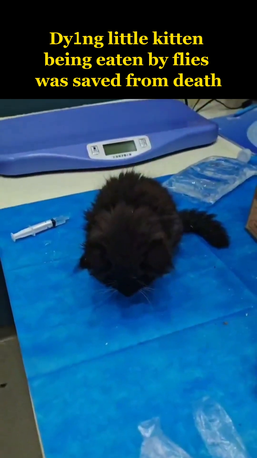 The kitten is sitting up, looking more alert, with its fluffy fur and white paws visible.