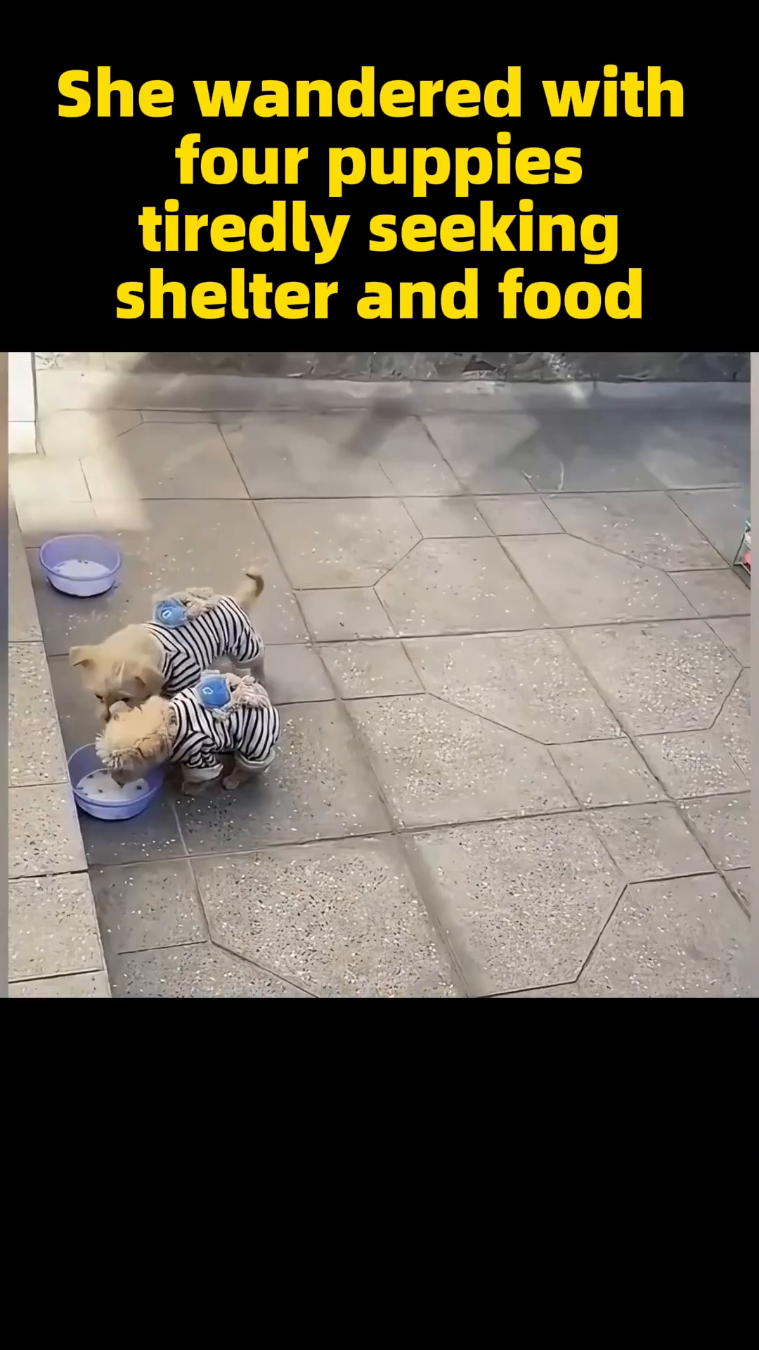 Several puppies wearing small striped shirts, gathered around bowls of food and eating happily.