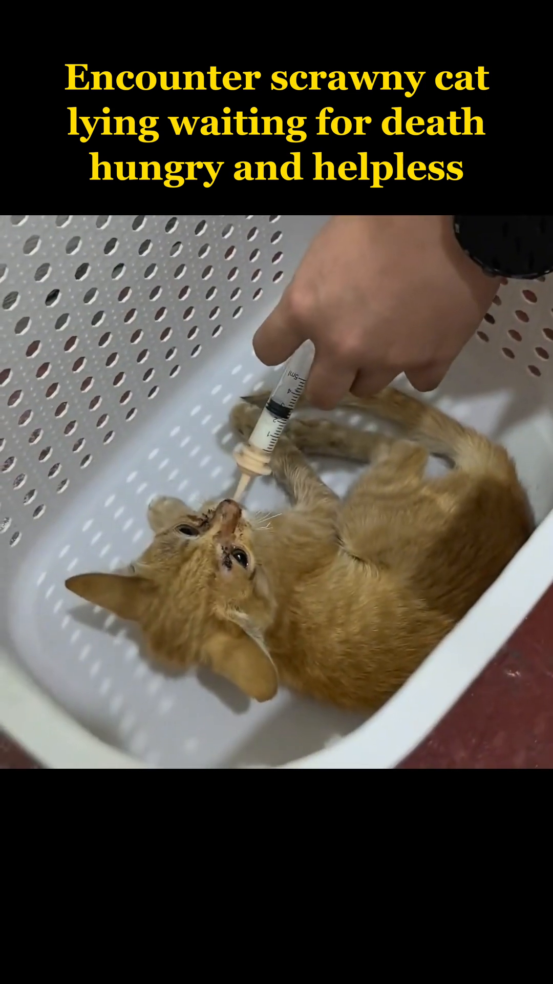 A syringe is being used to feed the cat liquid nourishment.
