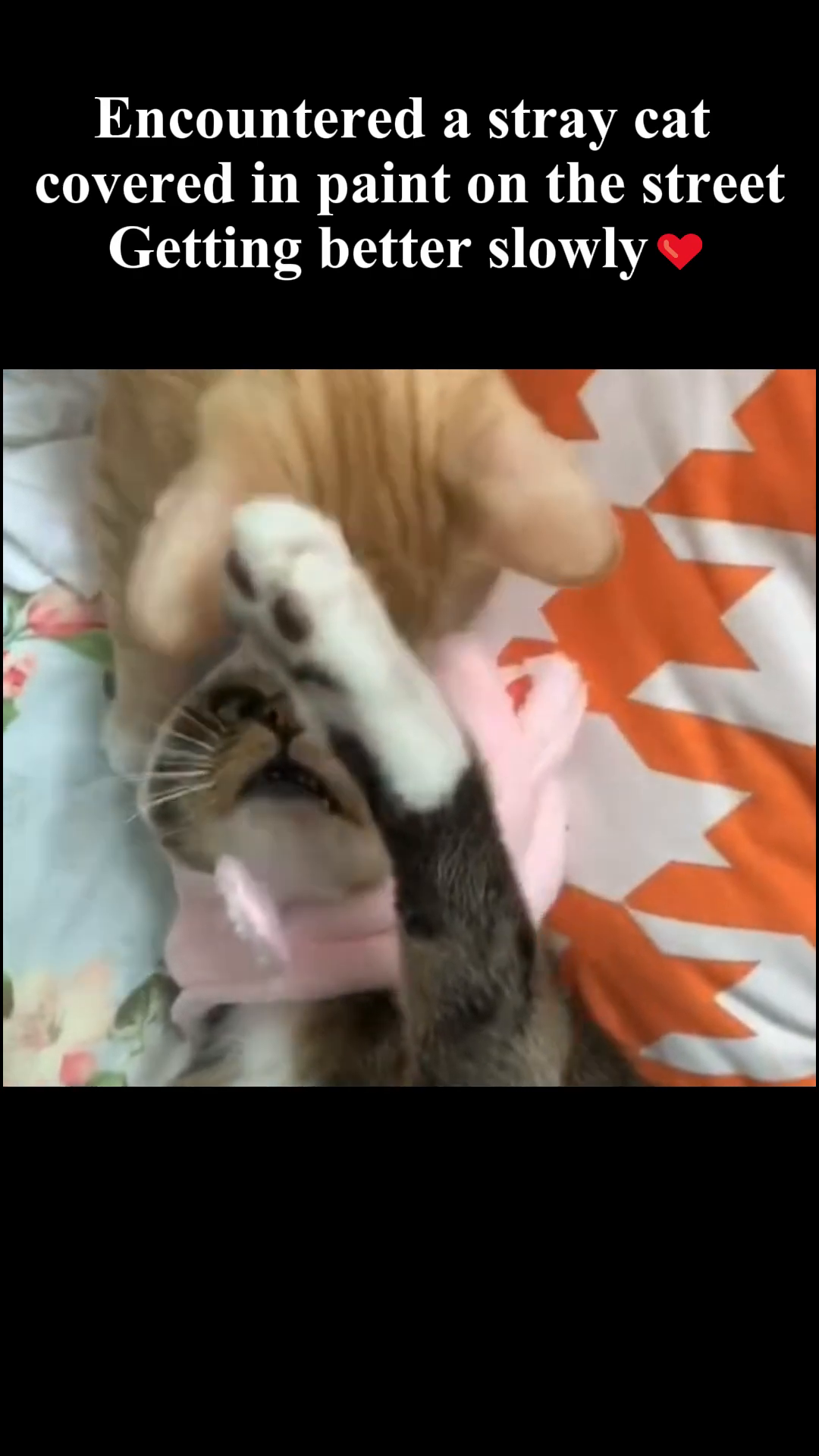 The fully recovered cat, healthy and playful, wearing a pink hat.