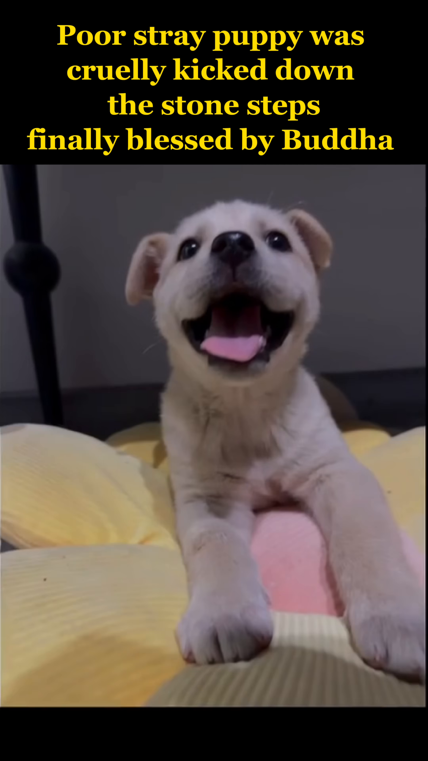 A close-up of the puppy looking happy and alert, with its mouth open in a joyful expression.
