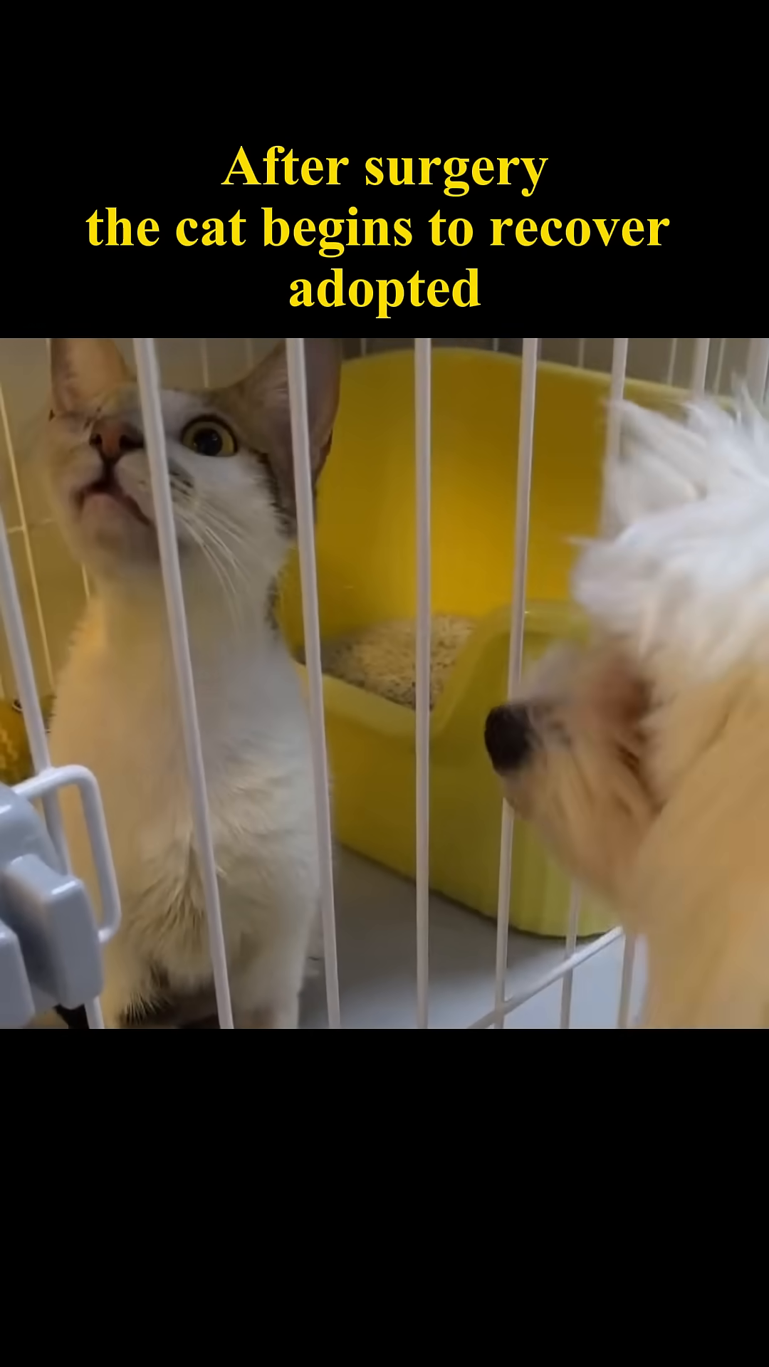 The cat, now healthy and alert, interacts playfully with a fluffy white dog, showcasing its recovery and social adjustment.