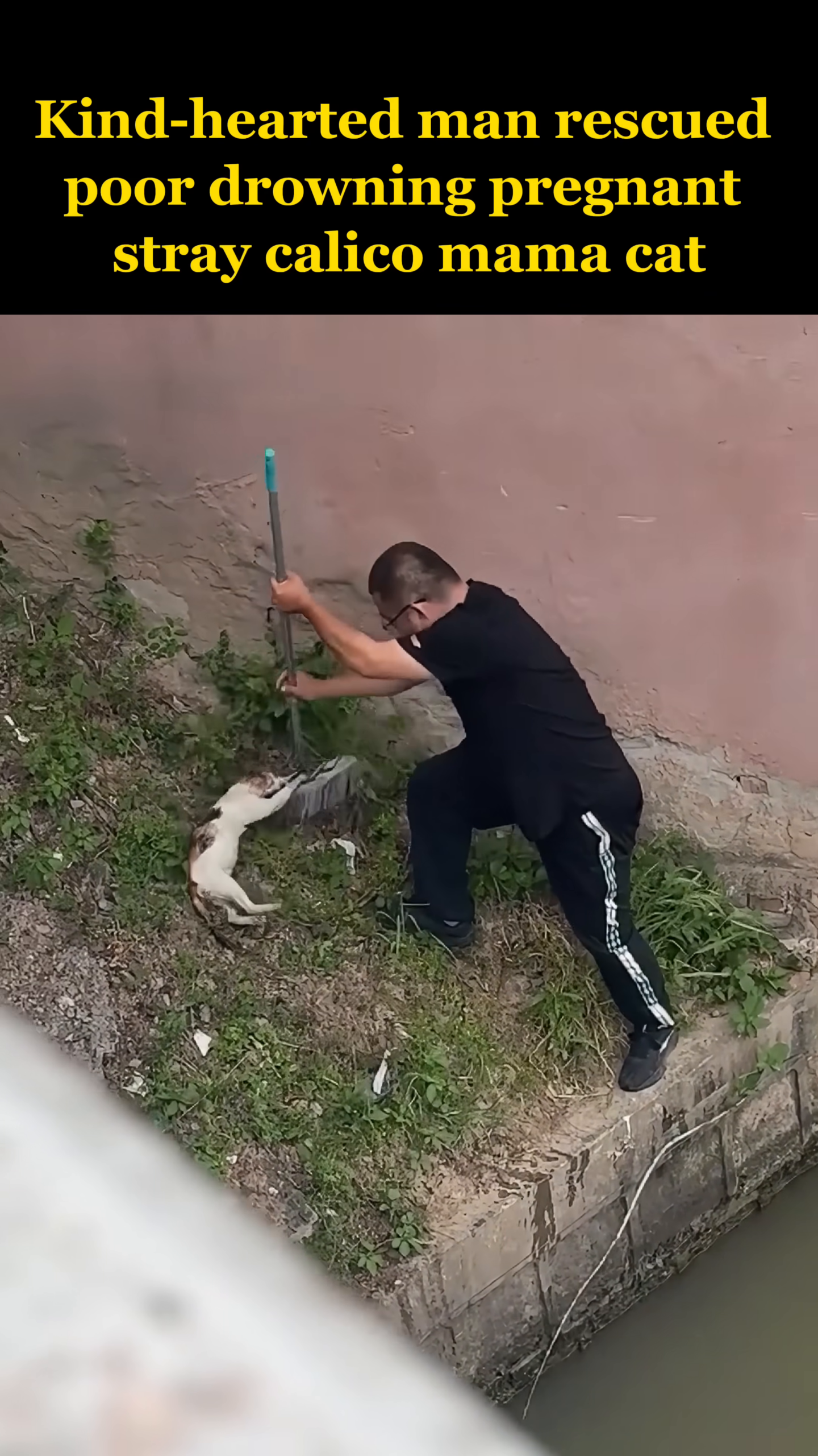 The man carefully helps the rescued cat to stand on the bank.