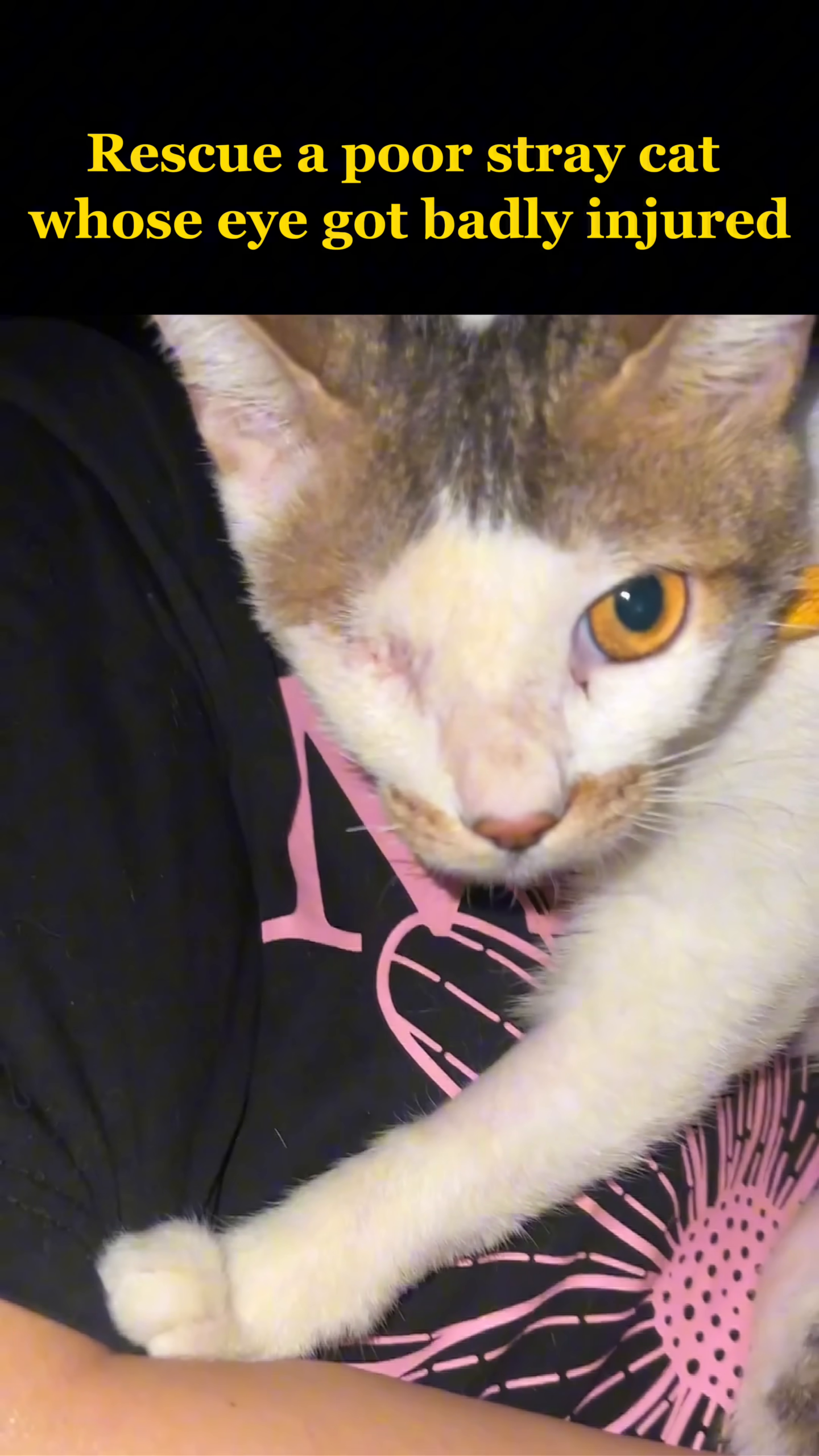The rescued cat, now healthy and trusting, is held by a person.